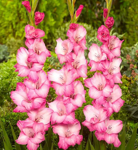 Sword Lily 'Fado', Gladiola 'Fado', Gladioli Fado, glaieul Fado, Pink Glad, Pink Sword Lily, Bicolor Glad, Bicolor Sword Lily,
